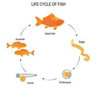 liv cykel av fisk vektor illustration