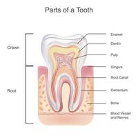 Zahn Anatomie mit alle Teile einschließlich Krone Hals Emaille Dentin Fruchtfleisch Zahnfleisch Wurzel Kanal und Blut liefern vektor