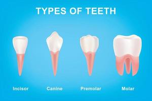 anders Typen von Zähne von Eckzahn und Schneidezahn zu Molar und Prämolar vektor