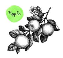 gren med äpplen och blomma. bläck skiss isolerat på vit bakgrund. hand dragen vektor illustration. retro stil.