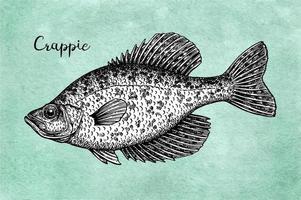 crappie. sötvatten fisk. bläck skiss på gammal papper bakgrund. hand dragen vektor illustration. retro stil.