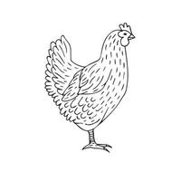 vektor hand dragen kyckling höna