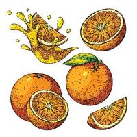 Orange Obst einstellen skizzieren Hand gezeichnet Vektor