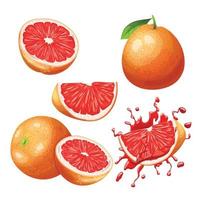 Grapefruit Obst frisch einstellen Karikatur Vektor Illustration