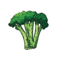 broccoli grön skiss hand dragen vektor