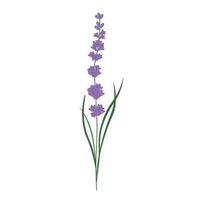 Lavendel Vektor Lager Illustration. ein Strauß von lila Blumen. runden Rahmen Kranz von lila Knospen. lila Zweige.