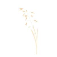 vektor illustration av granola gröt dränera. torr gul gren av korn på en tunn stjälk. havre frön i de fält. vete. illustration för de flingor. isolerat på en vit bakgrund. havre mjölk