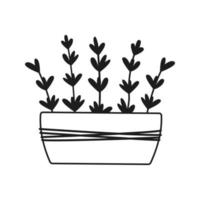 keramisk pott med hand dragen lavendel- blommor. vektor illustration. enkel klotter stil.
