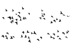 fliegende Vögel Silhouetten Muster Tapete. Vektorillustration. isoliertes Vogelfliegen. Tattoo Design. Vorlage für Karte, Paket und Hintergrundbild. vektor