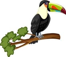 toucan fågel på en gren isolerad på vit bakgrund vektor