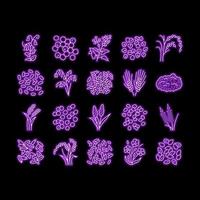 Müsli Pflanze gesund Essen Neon- glühen Symbol Illustration vektor