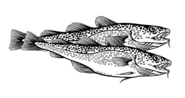 Tinte Hand gezeichnet Vektor Illustration von zwei Kabeljau Fisch, Gadus Morhua, auf Weiß Hintergrund