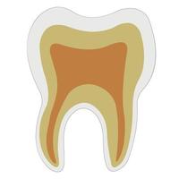 anatomisk form tand dentin emalj massa, vektor logotyp tänder strukturera för dental klinik
