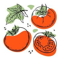 Tomate köstlich Gemüse skizzieren Vektor Illustration einstellen