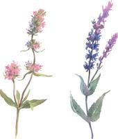 vattenfärg gren med blommor av växt salvia och timjan. hand dragen målning illustration isolerat på en vit bakgrund vektor