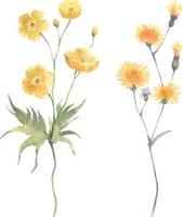 Aquarell Vektor Blumen- Gelb einstellen Wildblumen, zart Butterblume isoliert auf Weiß Hintergrund
