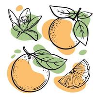 orange skiss utsökt citrus- frukt vektor illustration uppsättning