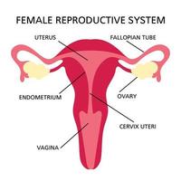 reproduktiv System Frauen Diagramm zum medizinisch Bildung vektor