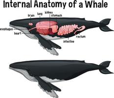 innere Anatomie eines Wals mit Etikett vektor