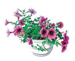 rosa och lila petunia blommor i en vit pott på en vit bakgrund vektor