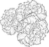 Nelke Blume Umriss, schön botanisch Blumen- Muster Illustration zum Färbung Seite oder Buch, dianthus-caryophyllus, Blume skizzieren Kunst Hand gezeichnet einfarbig, Vektor Kunst, Illustration,