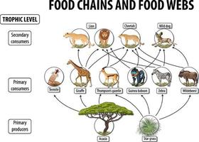 Bildungsplakat der Biologie für Nahrungsnetze und Nahrungskettendiagramm vektor