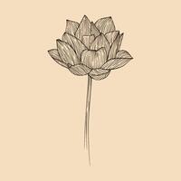 lotus blomma vektor illustration med linje konst