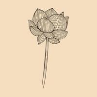 lotus blomma vektor illustration med linje konst