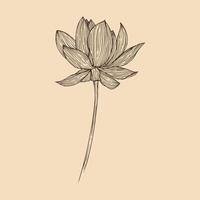 Lotus Blume Vektor Illustration mit Linie Kunst