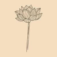 lotus blomma vektor illustration med linje konst