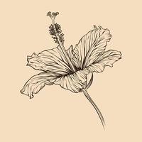 Hibiskus Blume Vektor Illustration mit Linie Kunst