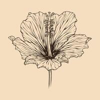 hibiskus blomma vektor illustration med linje konst