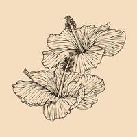 hibiskus blomma vektor illustration med linje konst