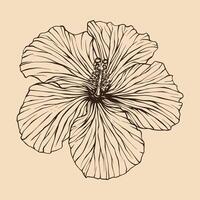 hibiskus blomma vektor illustration med linje konst