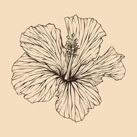 hibiskus blomma vektor illustration med linje konst