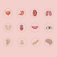 Vektor Illustration von Mensch intern Organe im Körper. Magen, Leber, Darm, Blase usw.