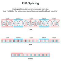 Formation von reifen mrna durch Spleißen wissenschaftlich Vektor Illustration Infografik