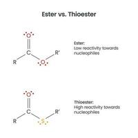 ester mot tioester biokemi funktionell grupper vektor infographic