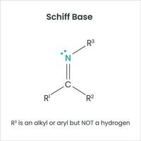 schiff Base Biochemie funktional Gruppe Wissenschaft Vektor Infografik