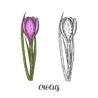 Frühlingsblumen. Vintage handgezeichnete Reihe von monochromen und farbigen Krokussen. skizzieren. Gravurillustration. vektor