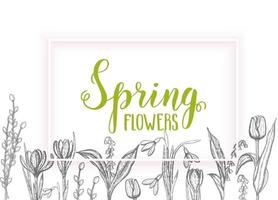 Frühlingskarte mit handgezeichneten Blumen-Maiglöckchen, Tulpe, Weide, Schneeglöckchen, Krokus - lokalisiert auf Weiß. handgemachte Schrift vektor