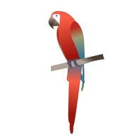 vektor illustration färgrik ara papegoja. skön ara. tecknad serie röd papegoja. vild tropisk fågel.