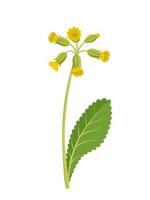 vektor illustration, primula veris, cowslip, eller jordviva cowslip, ört växt, isolerat på vit bakgrund.