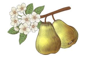 graviert Illustration von ein Birne Baum Ast mit Blumen auf Weiß Hintergrund vektor