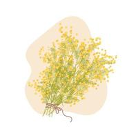 Mimose Strauß. Frühling Hand gezeichnet Illustration vektor