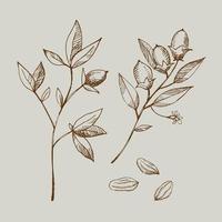 kakao uppsättning. hand dragen kakao böna, blad skiss och kakao träd. delar av växter. för märka, logotyp, emblem, symbol. vektor