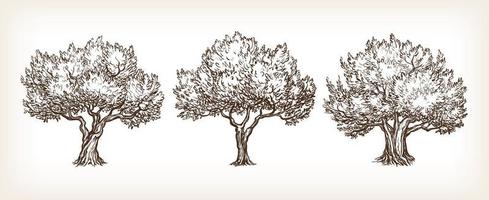 skizzieren einstellen von Olive Bäume. Hand gezeichnet Vektor Illustration. retro Stil.