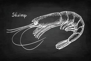 Garnele. Kreide skizzieren auf Tafel Hintergrund. Hand gezeichnet Vektor Illustration. retro Stil.