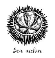 hav urchin. bläck skiss av skaldjur. hand dragen vektor illustration isolerat på vit bakgrund. retro stil.