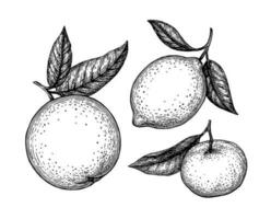 orange, citron- och mandarin med löv. citrus- frukt uppsättning. bläck skisser isolerat på vit bakgrund. hand dragen vektor illustration. retro stil.
